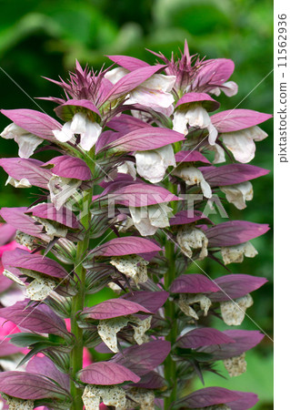 Acanthus spinosus 11562936