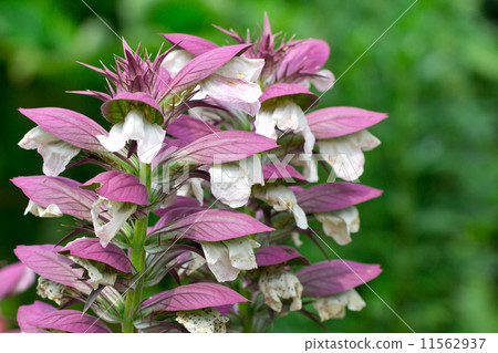 Acanthus spinosus 11562937