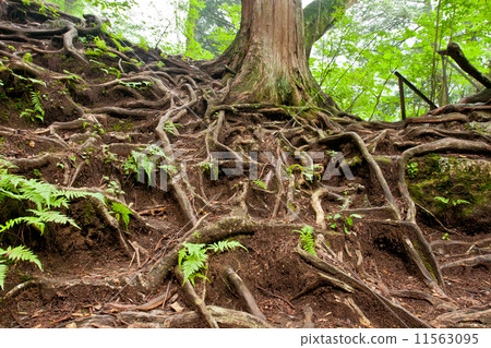 Tree root Tree root 11563095