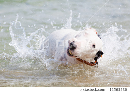 White bull terrier dog. White bull terrier dog. 11563386