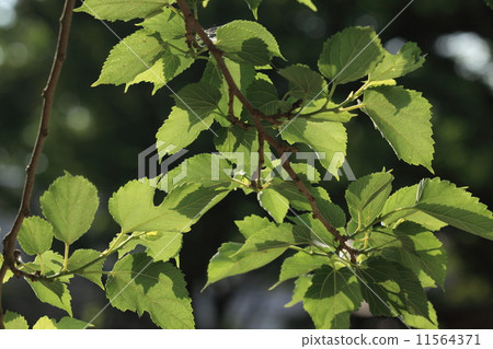 Natural plants Yamaguwa, which used to grow silkworms with this leaf in the past, now seems to be using mulberry native to China Natural plants Yamaguwa, which used to grow silkworms with this leaf in the past, now seems to be using mulberry native to China 11564371