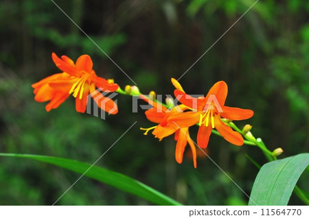 Himehigi ginsen Himehigi ginsen 11564770