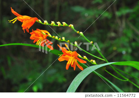 Himehigi ginsen Himehigi ginsen 11564772