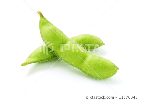 毛豆 11570343
