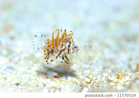 Minor caterpillar fish 11570529