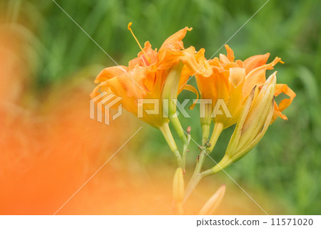 Yabukanzou Yabukanzou 11571020