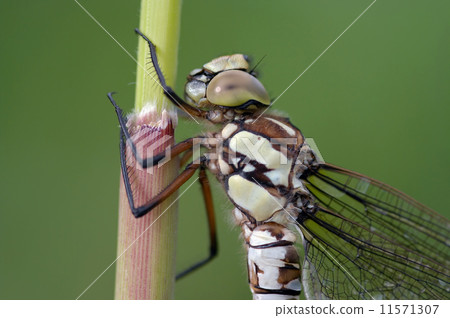 head of the dragon-fly head of the dragon-fly 11571307