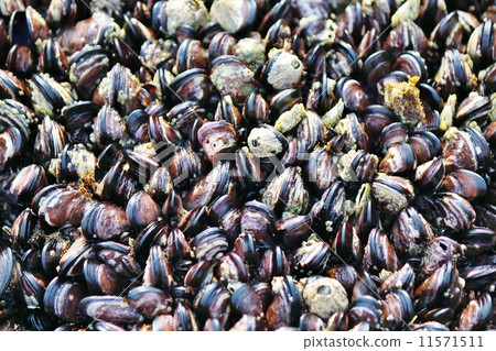 Murasaki Inko Guy Murasaki Inko Guy 11571511