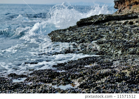 Murasaki Inko Guy Murasaki Inko Guy 11571512