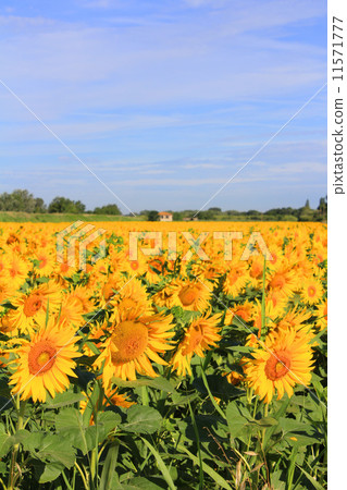 Arles Sunflower Field France Arles Sunflower Field France 11571777