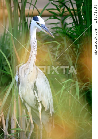 Gray heron Gray heron 11571839