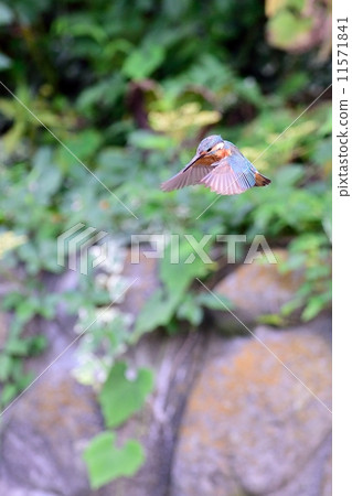 Kingfisher Kingfisher 11571841