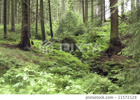 coniferous forest 11572128