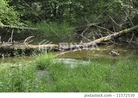 forest pond forest pond 11572530