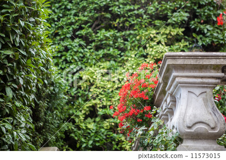 Flowers of Villa Carlotta on Lake Como 11573015