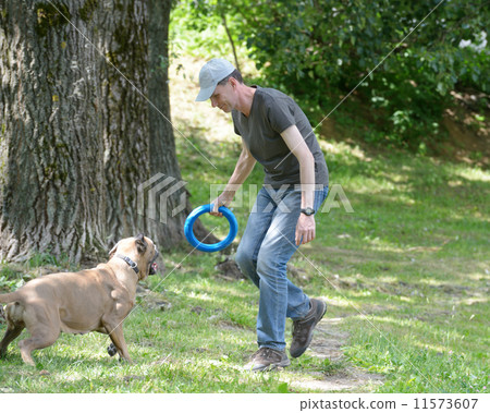 Man playing with his dog 11573607
