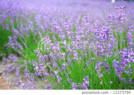Lavender field Lavender field 11573794