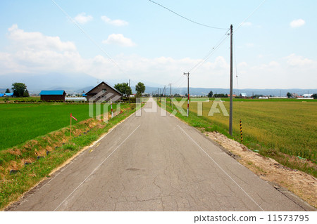 Country road through the fields Country road through the fields 11573795