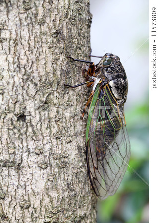 Cicadas Cicadas 11573809