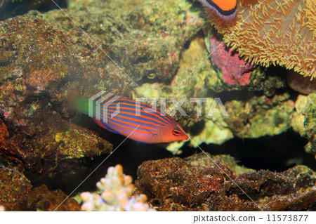 False sensea False sensea 11573877