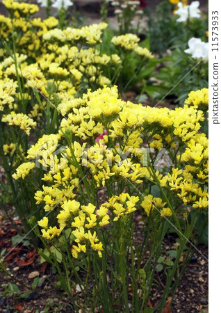 Rimonume“Forever Gold” 11573933