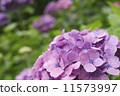  hydrangea 11573997