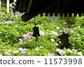  hydrangea 11573998