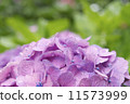  hydrangea 11573999