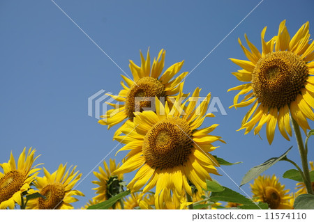 Sunflower field 11574110