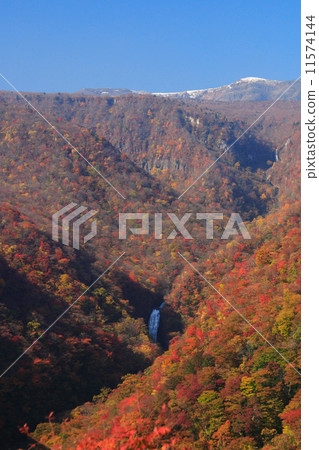 藏王的秋葉 藏王的秋葉 11574144