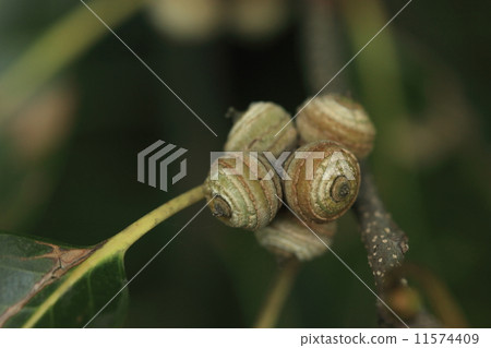 Natural plant red bean paste, last year 's flower has been around for a year. It falls as it becomes acorn in the fall 11574409