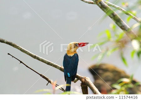 Stork-billed Kingfisher 11574416