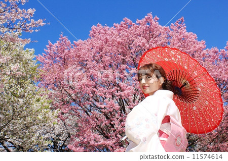 Cherry blossoms in full bloom with returning beauty Cherry blossoms in full bloom with returning beauty 11574614