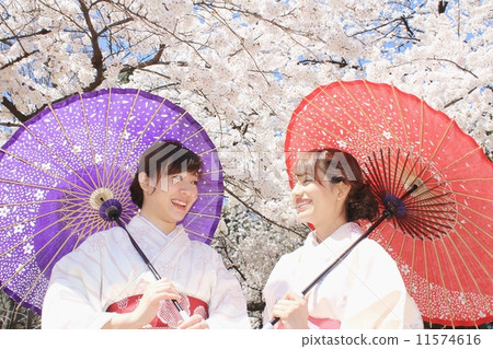 Japanese clothes women who enjoy chatting while cherry blossoms are watching 11574616