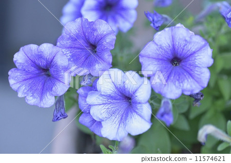 Petunia 11574621