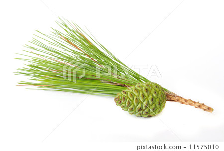 Pine cones. Pine cones. 11575010