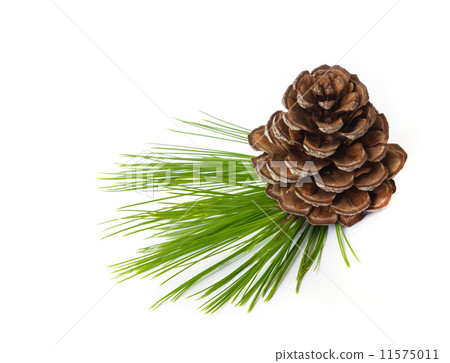 Pine cones. Pine cones. 11575011