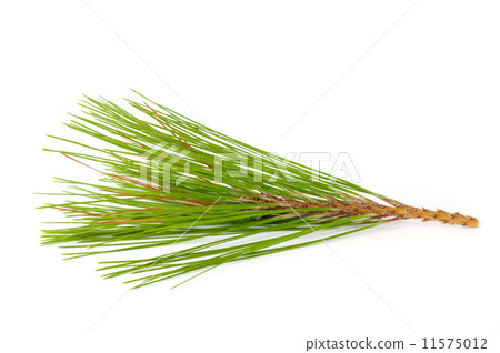Pine branches. 11575012