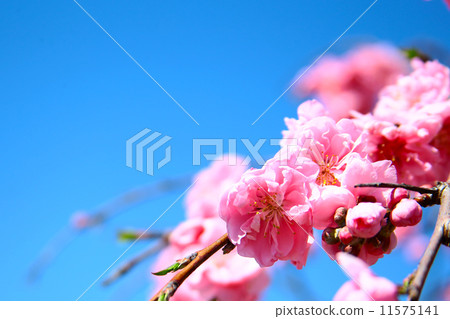 Cherry Blossoms Cherry Blossoms 11575141