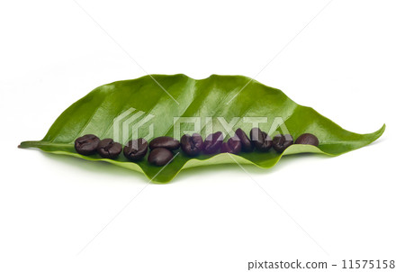 coffee beans with leaf . coffee beans with leaf . 11575158
