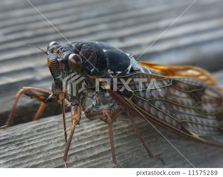 Cicadas Cicadas 11575289
