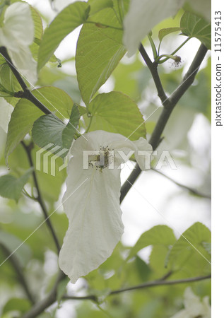 Flowers of handkerchiefs 11575413