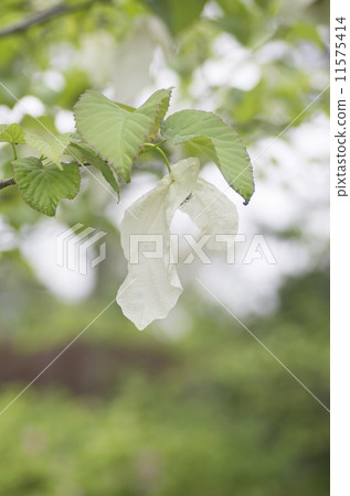 Flowers of handkerchiefs 11575414