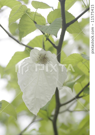 Flowers of handkerchiefs 11575415