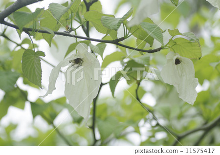 手帕花 11575417