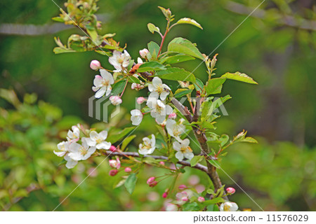 祖米的花 11576029