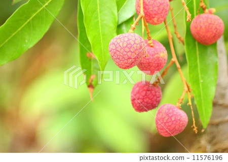 Delicious litchi fruit 11576196