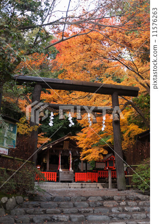 Nomiya Shrine Torii of Kuroki 11576263