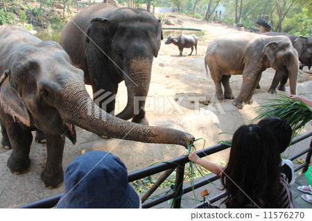 Feeding elephants Feeding elephants 11576270
