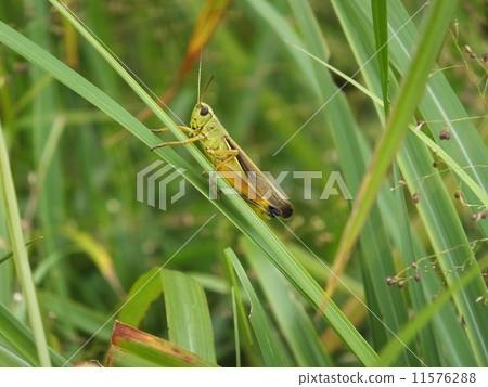 蝗蟲（Sanbayama /島根縣） 11576288